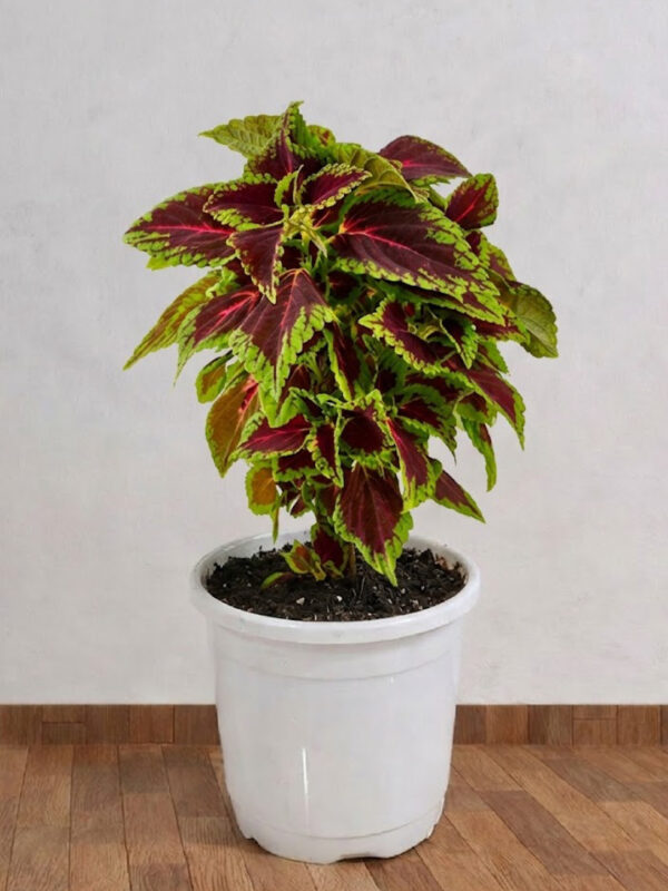 Coleus