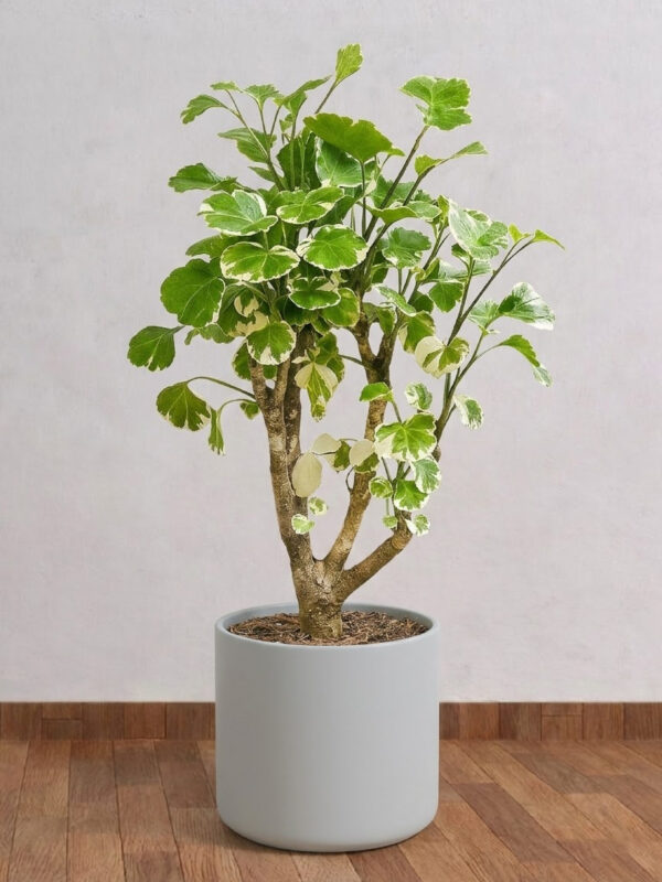 Aralia Plant