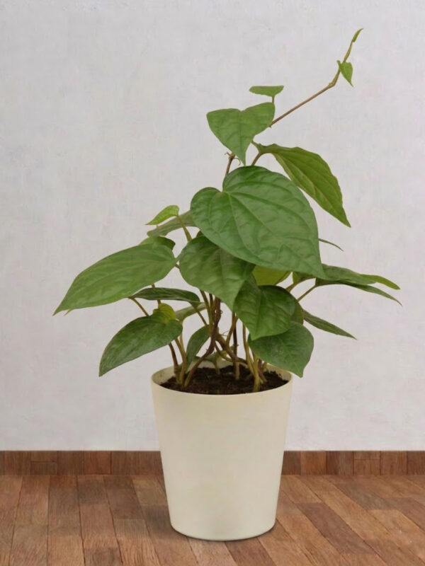 Betel Leaf Plant
