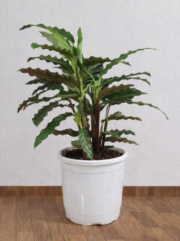 Calathea Rufibarba