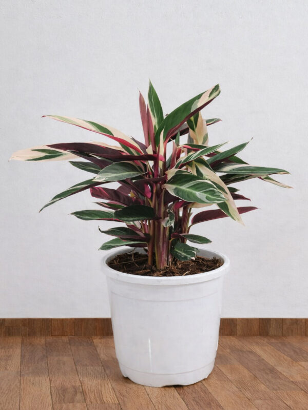 Calathea Triostar