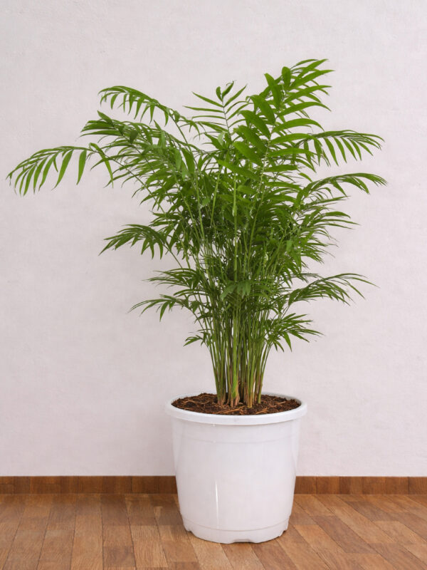 Chamaedorea Plant
