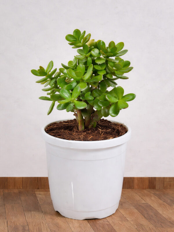 Crassula Plant