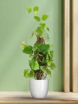 Betel Leaf Plant