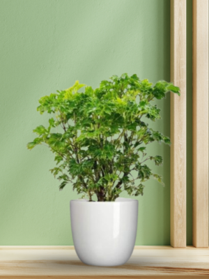 Aralia Plant