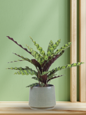 Calathea Rufibarba