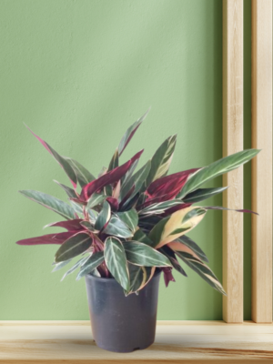 Calathea Triostar